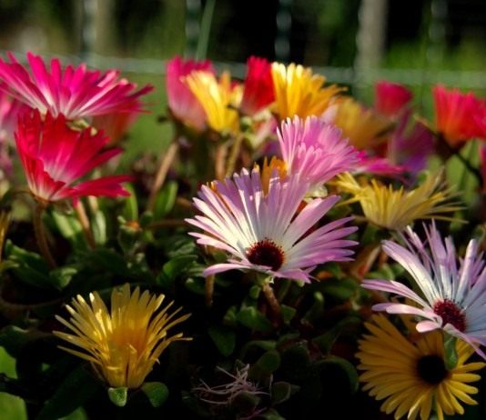 Доротеантус (Dorotheanthus)