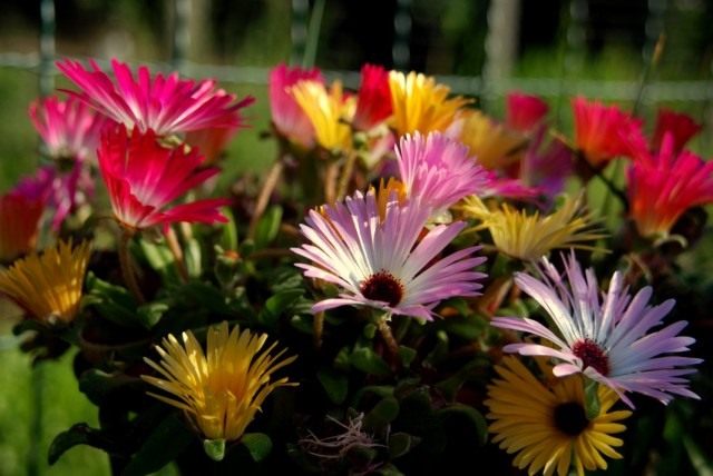 Доротеантус (Dorotheanthus) Доротеантус (Dorotheanthus)