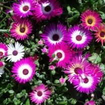 Доротеантус маргаритковый (Dorotheanthus bellidiformis) Доротеантус маргаритковый (Dorotheanthus bellidiformis)