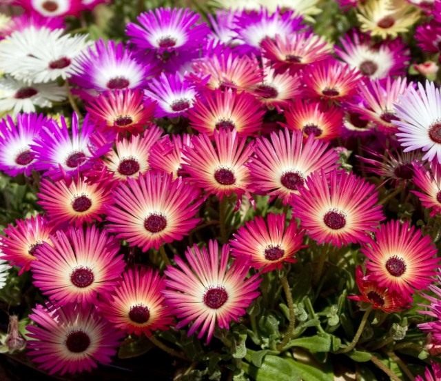 Доротеантус маргаритковый (Dorotheanthus bellidiformis) Доротеантус маргаритковый (Dorotheanthus bellidiformis)