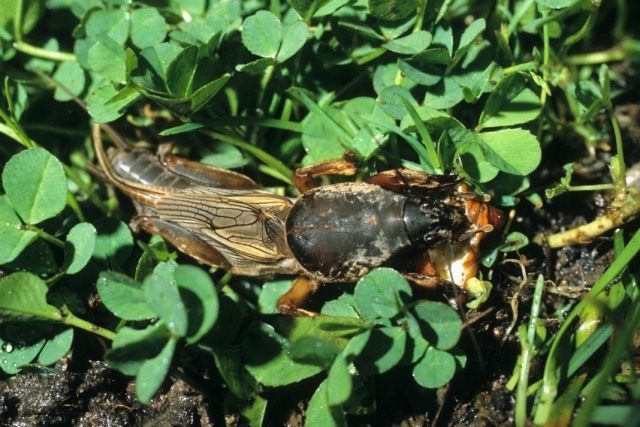 Обыкновенная медведка (Gryllotalpa gryllotalpa) Обыкновенная медведка (Gryllotalpa gryllotalpa)