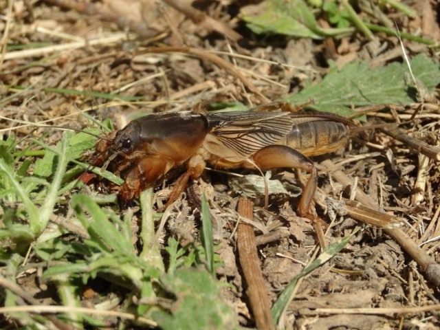 Обыкновенная медведка (Gryllotalpa gryllotalpa) Обыкновенная медведка (Gryllotalpa gryllotalpa)