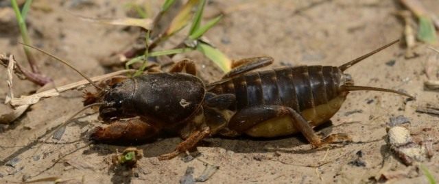 Обыкновенная медведка (Gryllotalpa gryllotalpa) Обыкновенная медведка (Gryllotalpa gryllotalpa)