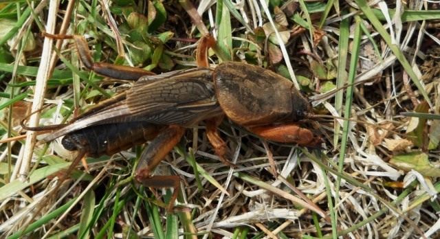 Обыкновенная медведка (Gryllotalpa gryllotalpa) Обыкновенная медведка (Gryllotalpa gryllotalpa)