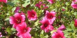 Mалопа трехнадрезная (Malope trifida)