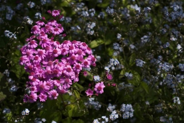 Перикалис кровавый (Pericallis cruenta) ранее учитывавшийся как Цинерария кровавая (Сineraria cruenta), а так же как Крестовник кровавый (Senecio cruentus) Перикалис кровавый (Pericallis cruenta) ранее учитывавшийся как Цинерария кровавая (Сineraria cruenta), а так же как Крестовник кровавый (Senecio cruentus)