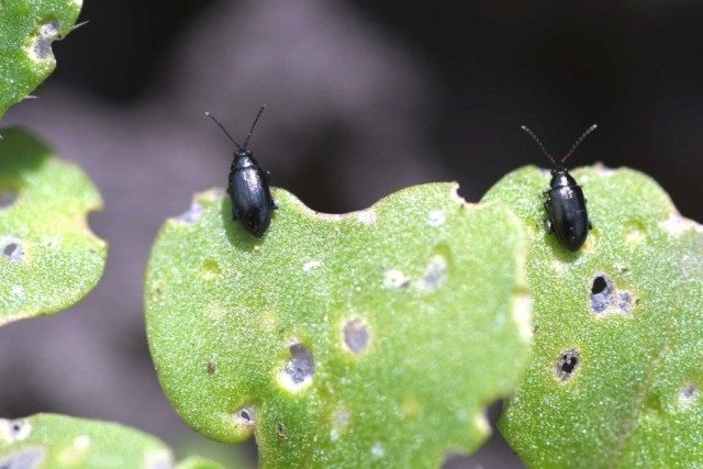 Блошки крестоцветные (Phyllotreta cruciferae) на погрызенном листе капусты Блошки крестоцветные (Phyllotreta cruciferae) на погрызенном листе капусты