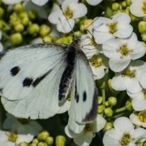 Капустница, или белянка капустная (Pieris brassicae) Капустница, или белянка капустная (Pieris brassicae)