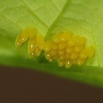 Яйцекладка бабочки капустницы