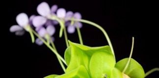 Жирянка (Pinguicula)