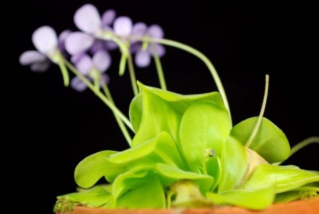 Жирянка (Pinguicula) Жирянка (Pinguicula)