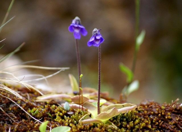 Жирянка обыкновенная (Pinguicula vulgaris) Жирянка обыкновенная (Pinguicula vulgaris)