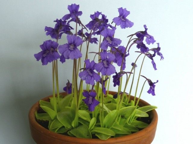 Жирянка крупноцветковая (Pinguicula grandiflora) Жирянка крупноцветковая (Pinguicula grandiflora)