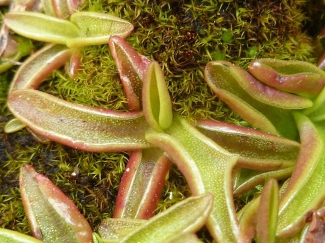 Жирянка альпийская (Pinguicula alpina) Жирянка альпийская (Pinguicula alpina)