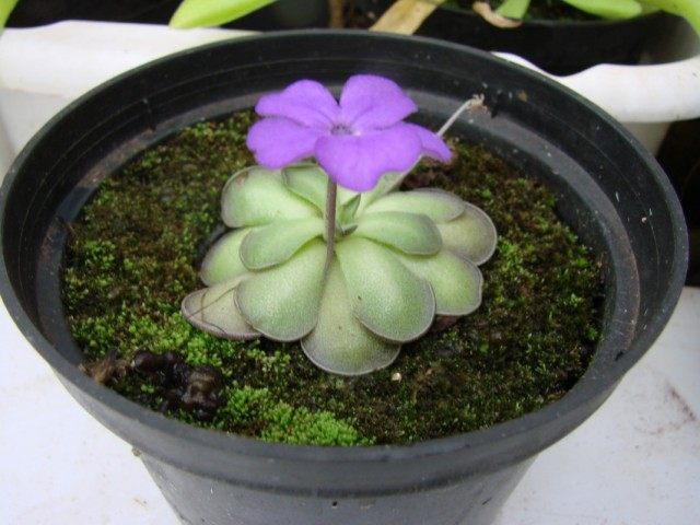 Жирянка круглораздельная (Pinguicula cyclosecta) Жирянка круглораздельная (Pinguicula cyclosecta)