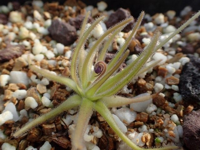 Жирянка гипсовая (Pinguicula gypsicola) Жирянка гипсовая (Pinguicula gypsicola)