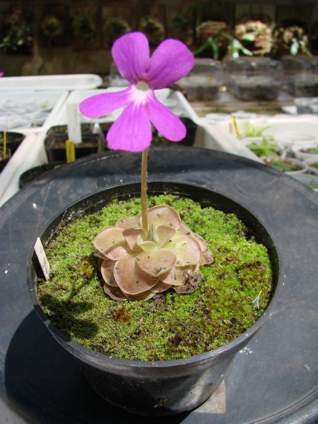 Жирянка моранская (Pinguicula moranensis) Жирянка моранская (Pinguicula moranensis)