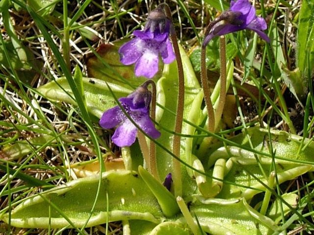 Жирянка обыкновенная (Pinguicula vulgaris) Жирянка обыкновенная (Pinguicula vulgaris)