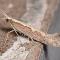 Капустная моль (Plutella xylostella) Капустная моль (Plutella xylostella)