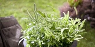 Птерис критский (Pteris cretica)