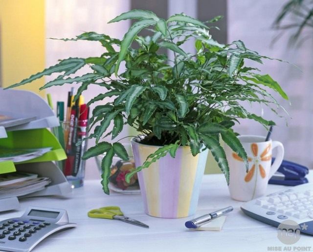 Птерис критский (Pteris cretica) Птерис критский (Pteris cretica)