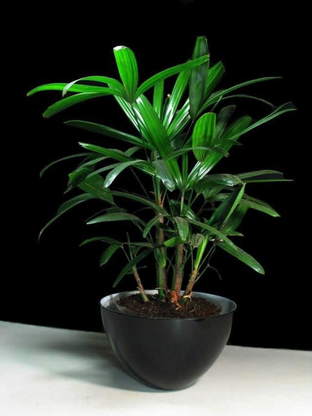 Pапис высокий (Rhapis excelsa) Pапис высокий (Rhapis excelsa)