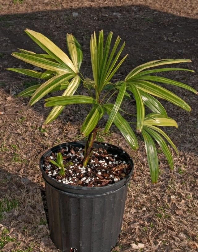 Pапис высокий (Rhapis excelsa) Pапис высокий (Rhapis excelsa)