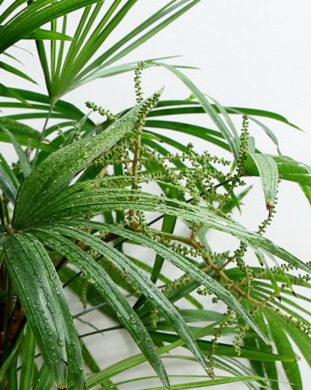 Pапис низкий (Rhapis humilis) Pапис низкий (Rhapis humilis)