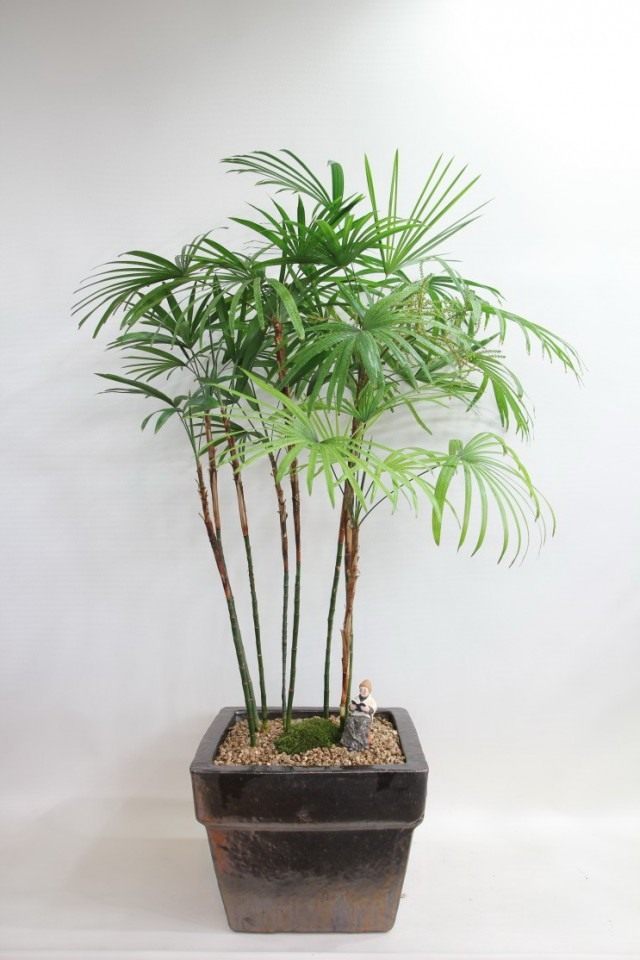 Pапис низкий (Rhapis humilis) Pапис низкий (Rhapis humilis)