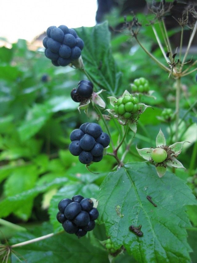 Ежевика сизая (Rubus caesius) Ежевика сизая (Rubus caesius)