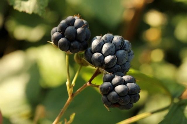 Ежевика сизая (Rubus caesius) Ежевика сизая (Rubus caesius)