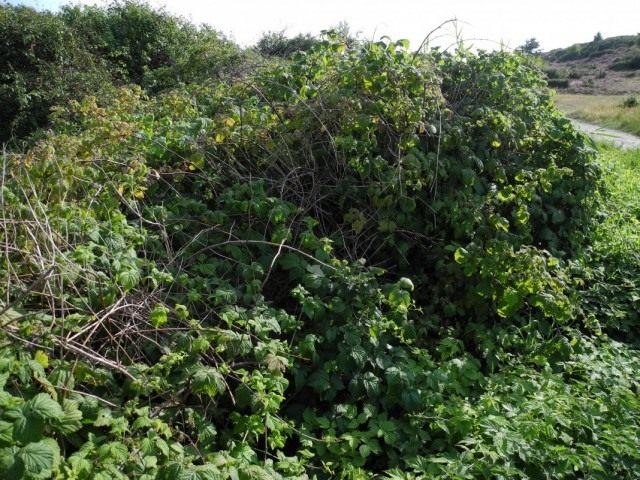 Ежевика сизая (Rubus caesius) Ежевика сизая (Rubus caesius)
