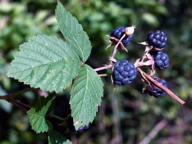 Ежевика сизая (Rubus caesius) Ежевика сизая (Rubus caesius)