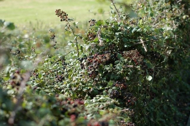 Ежевика кустистая (Rubus fruticosus)