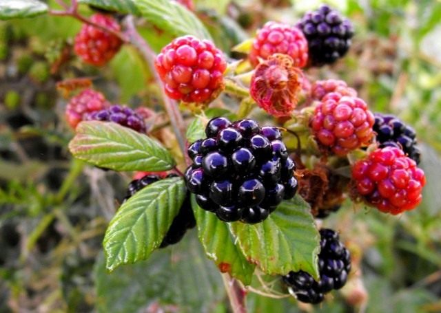 Ежевика кустистая (Rubus fruticosus) Ежевика кустистая (Rubus fruticosus)