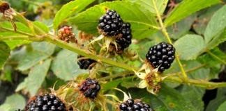 Ежевика кустистая (Rubus fruticosus)