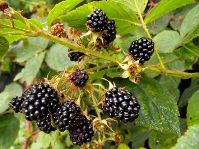 Ежевика кустистая (Rubus fruticosus) Ежевика кустистая (Rubus fruticosus)