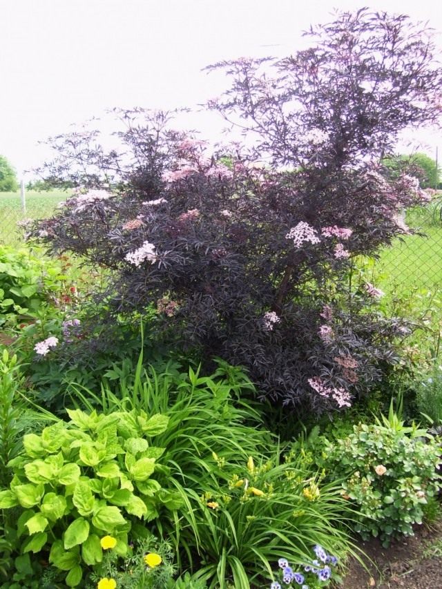 Бузина чёрная «Блек Лейк» (Sambucus nigra 'Black lace') Бузина чёрная «Блек Лейк» (Sambucus nigra 'Black lace')