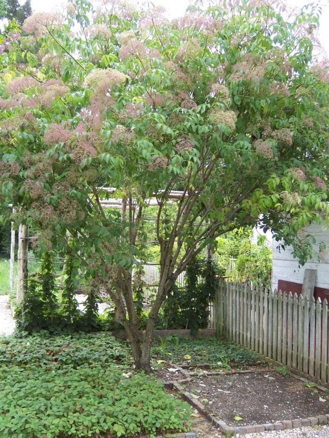 Бузина канадская (Sambucus canadensis) Бузина канадская (Sambucus canadensis)