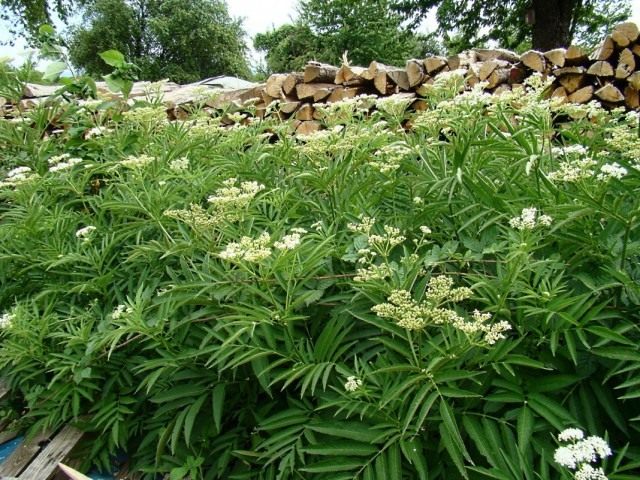 Бузина травянистая (Sambucus ebulus) Бузина травянистая (Sambucus ebulus)