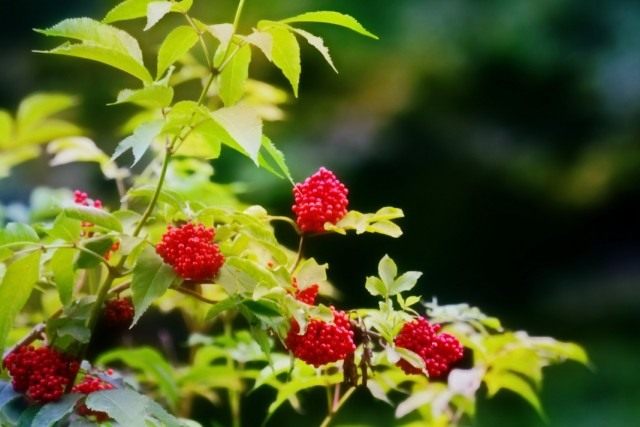 Бузина красная (Sambucus racemosa) Бузина красная (Sambucus racemosa)
