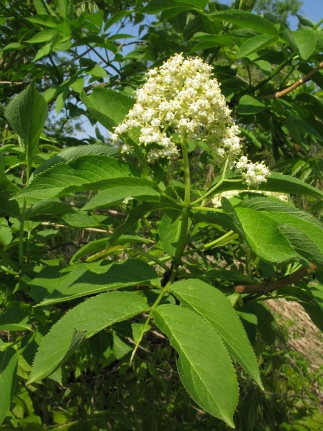 Бузина Зибольда (Sambucus sieboldiana) Бузина Зибольда (Sambucus sieboldiana)