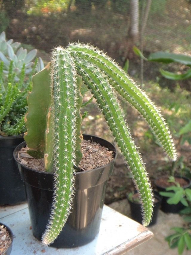 Селеницереус сильный (Selenicereus validus) Селеницереус сильный (Selenicereus validus)