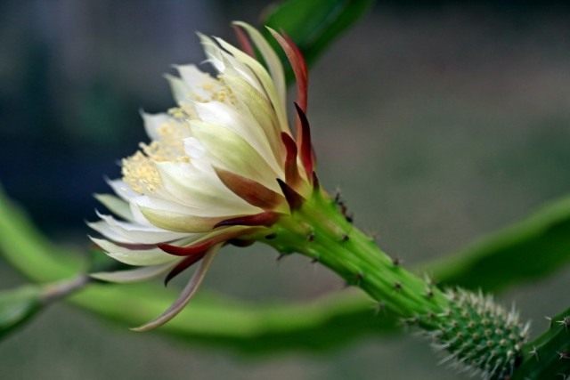 Селеницереус колючий (Selenicereus spinulosus) Селеницереус колючий (Selenicereus spinulosus)