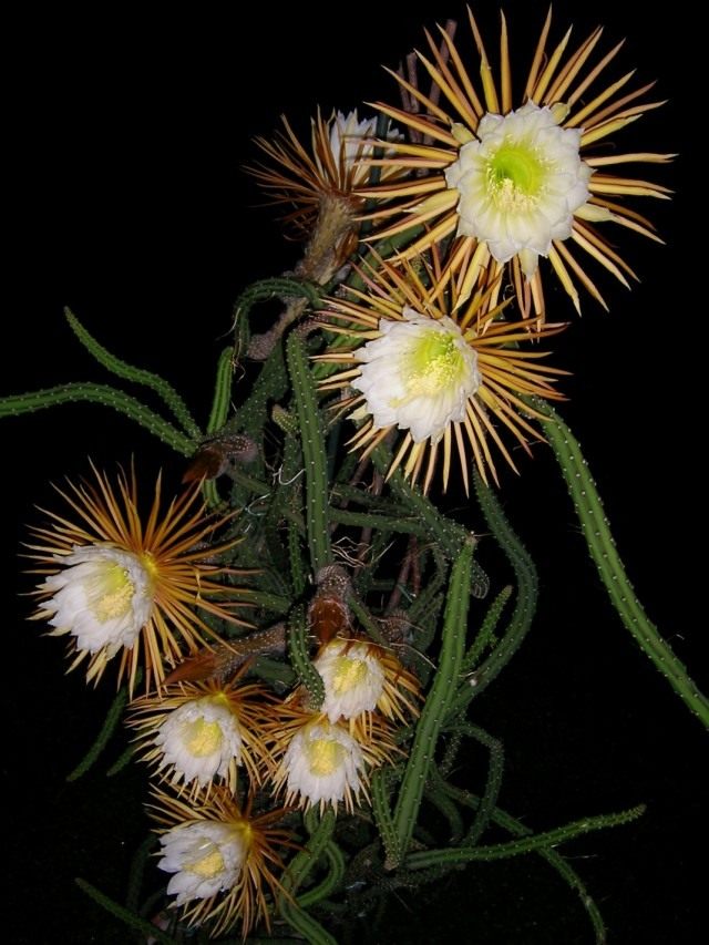 Селеницереус крылоцветковый (Selenicereus pteranthus) Селеницереус крылоцветковый (Selenicereus pteranthus)