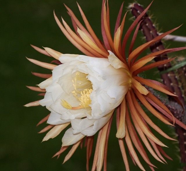 Селеницереус шишкоцветковый (Selenicereus coniflorus) Селеницереус шишкоцветковый (Selenicereus coniflorus)