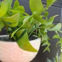 Селеницереус Золотое Сердце (Selenicereus chrysocardium) Селеницереус Золотое Сердце (Selenicereus chrysocardium)