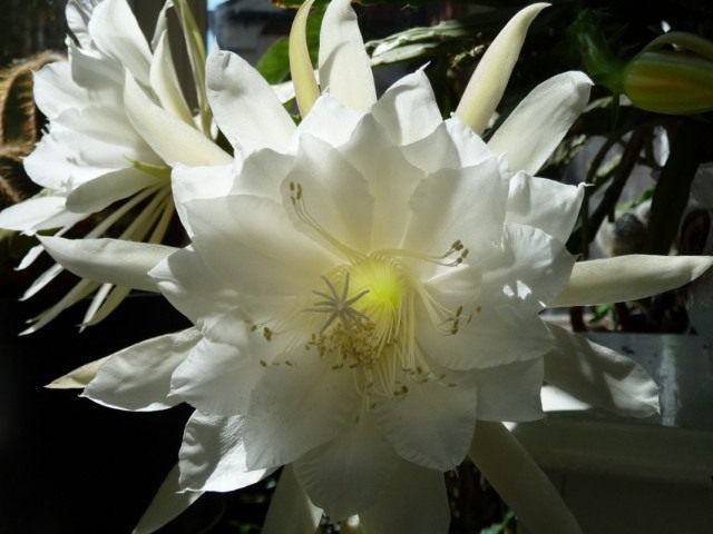 Селеницереус крупноцветковый (Selenicereus grandiflorus), или Царица ночи Селеницереус крупноцветковый (Selenicereus grandiflorus), или Царица ночи