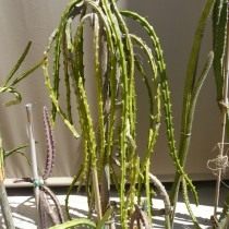 Селеницереус крючковидный (Selenicereus hamatus) Селеницереус крючковидный (Selenicereus hamatus)