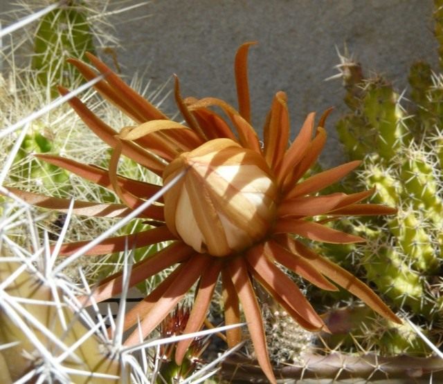 Селеницереус крылоцветковый (Selenicereus pteranthus) Селеницереус крылоцветковый (Selenicereus pteranthus)